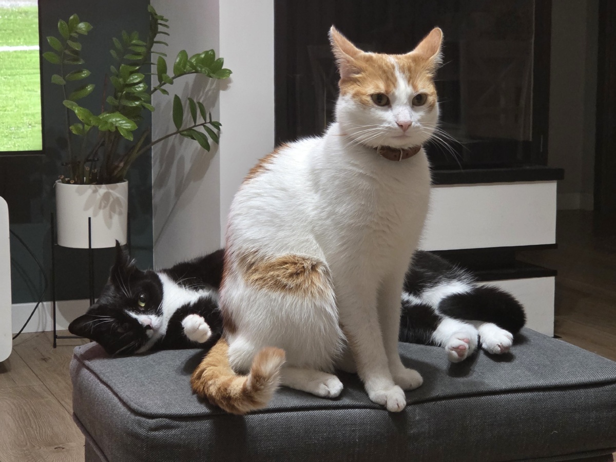 5cd2b874-d9c5-4650-a535-66621bf0bbef