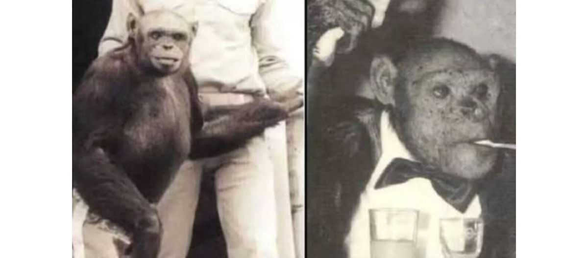 Szympans Olivier - niesamowita historia