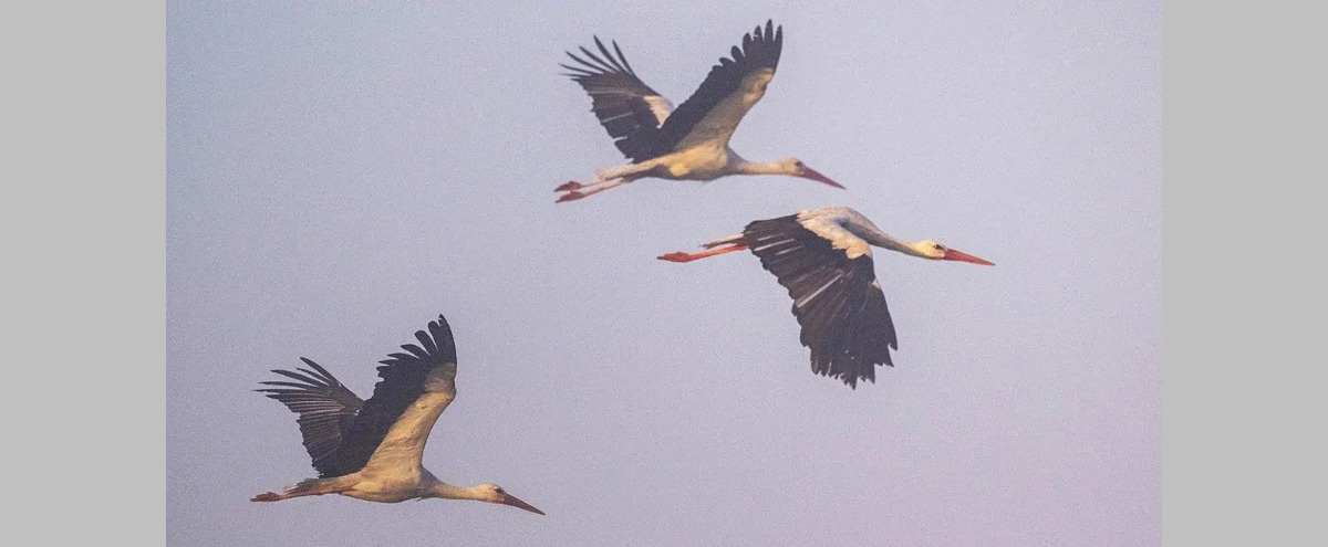 Bociany w drodze do Polski. Pierwsze grupy wyleciały z Afryki, pokonują ogromne dystanse