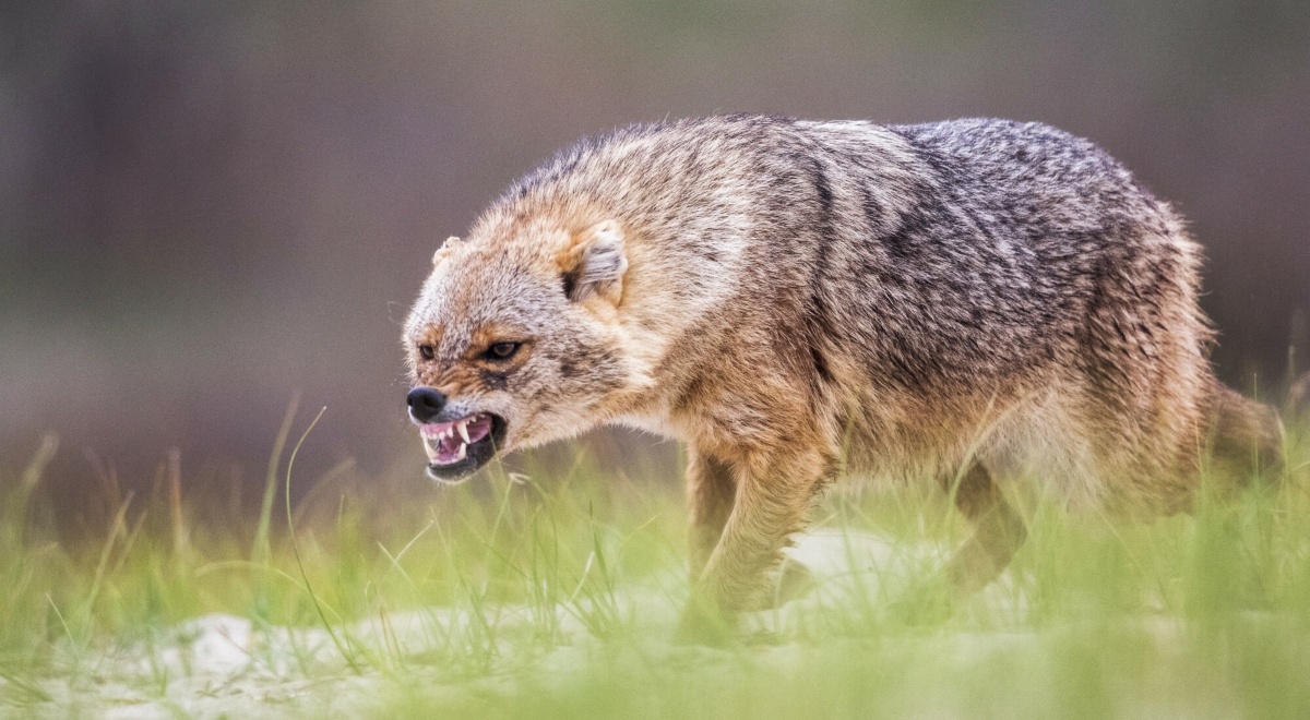 Nowy gatunek w Polsce. Te zwierzęta groźniejsze niż wilki?