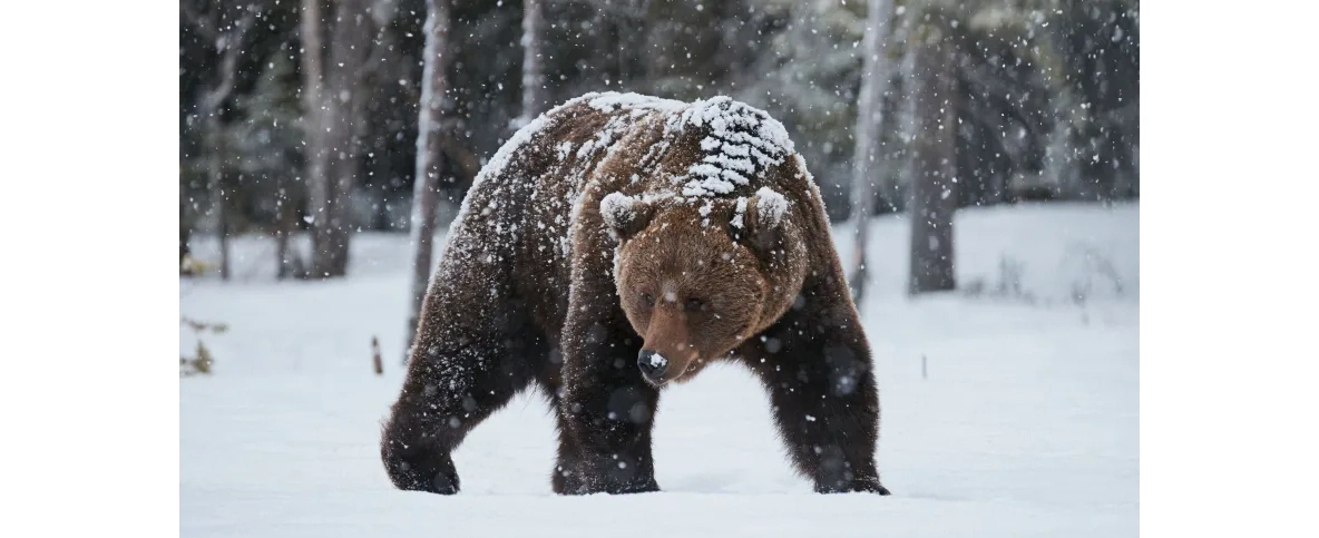 Hibernacja i zimowanie, czyli co naprawdę robią zwierzęta zimą – wyjaśnia prof. Elżanowski