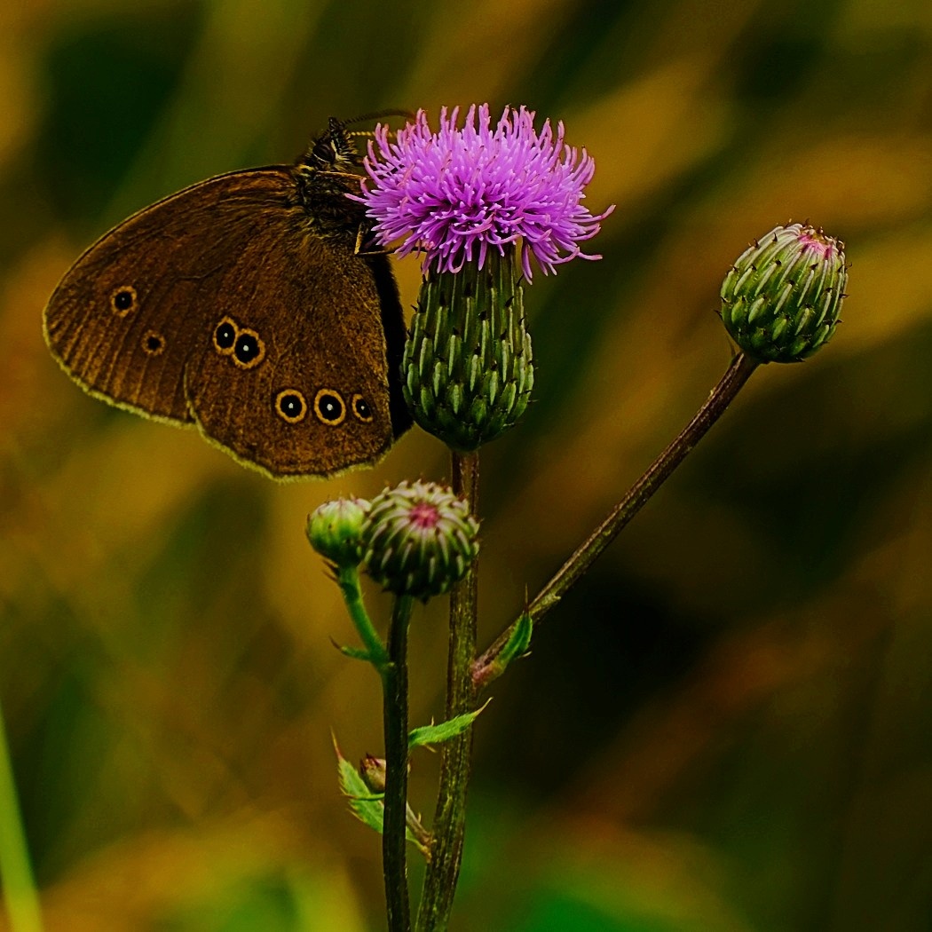 Przestrojnik Trawnik - Aphantopus Hyperantus  / Fotografujemy Przyrodę