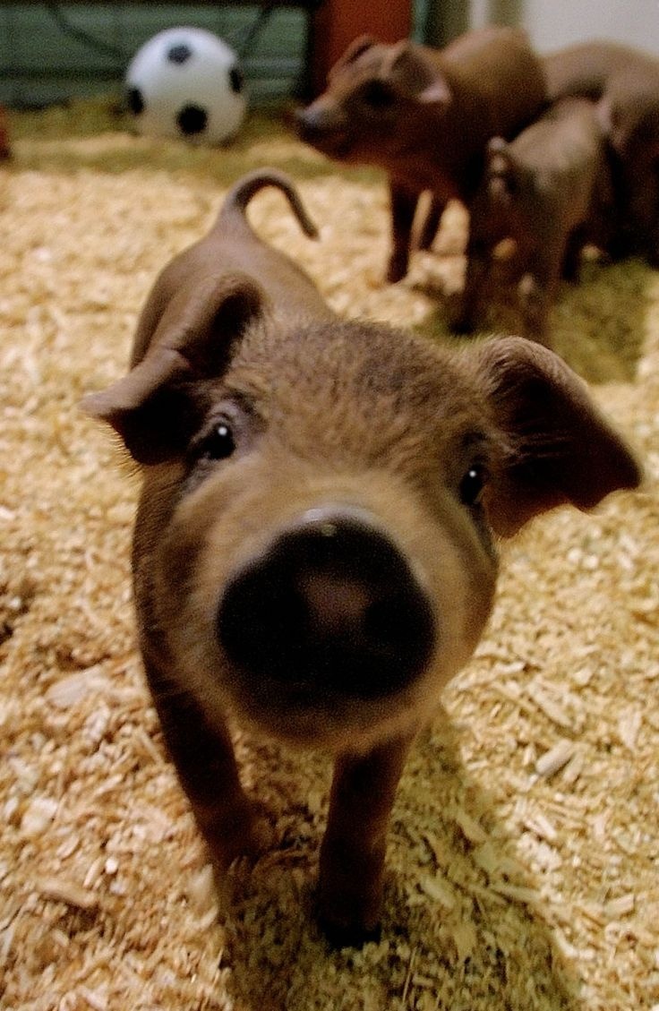 d331b5d6-7296-413f-bcfb-5e4d983190de