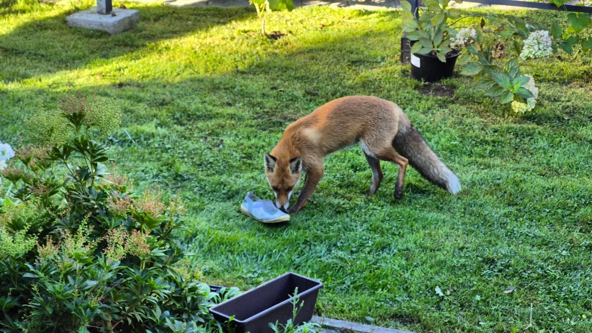 c7183fc4-9888-4fae-962f-66fbf216a252