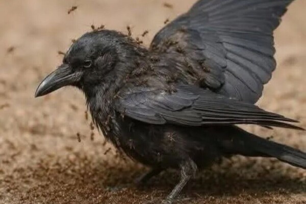 cdf96c01-bcf7-4eb1-9f2b-4c902efe367e