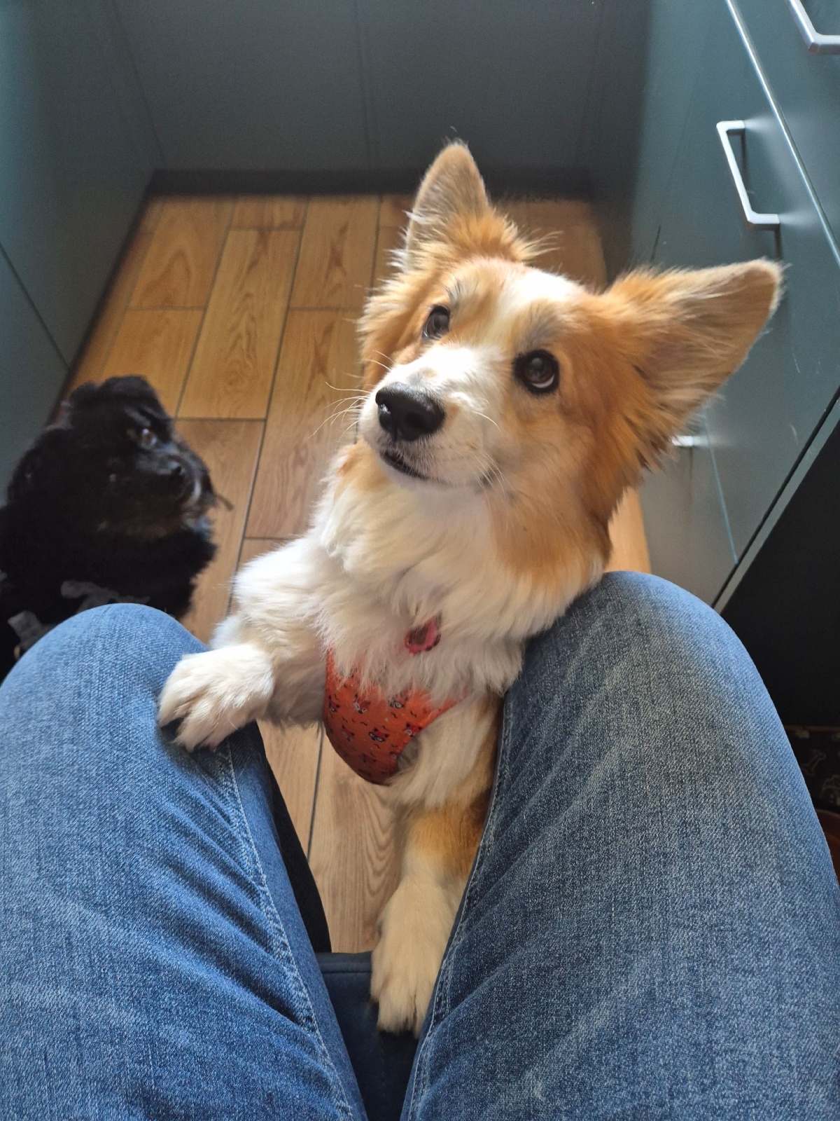 91fc1e11-491b-4752-92c9-a2de95de1674