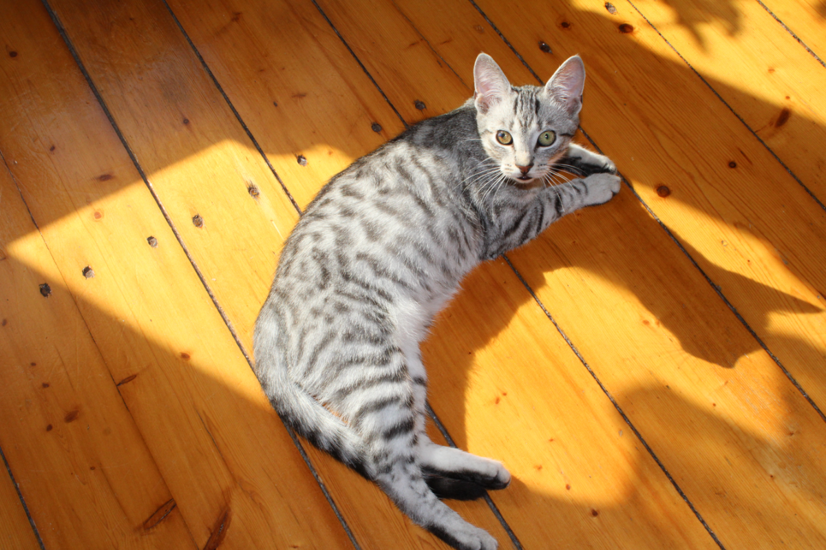 5ec74206-ec39-4c16-aa47-1f53d027a4e4