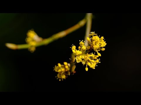 Muzyka Relaksacyjna Do Snu Wyciszająca Stres