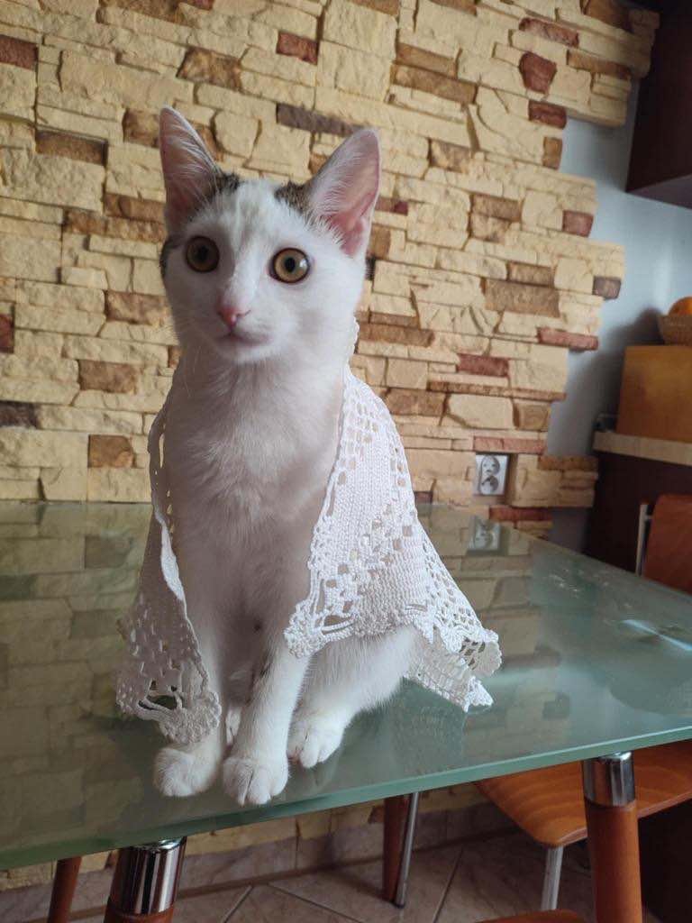 d78e4295-2244-4218-9689-781fe15af52e