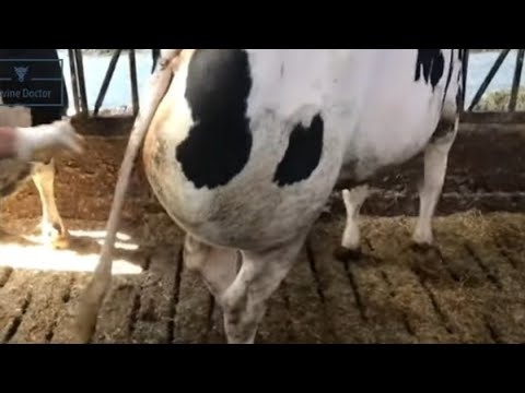 Usuwanie cysty krowie