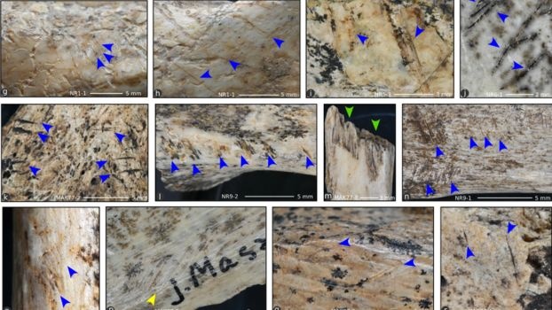 Dowody na kanibalizm wśród magdaleńczyków odkryte w Jaskini Maszyckiej w Polsce » Historykon.pl