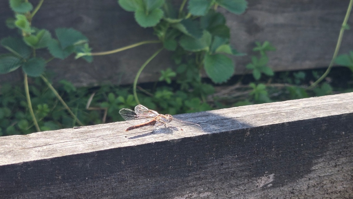 ef36db4f-259c-4ad8-8f51-e8a28d160d23