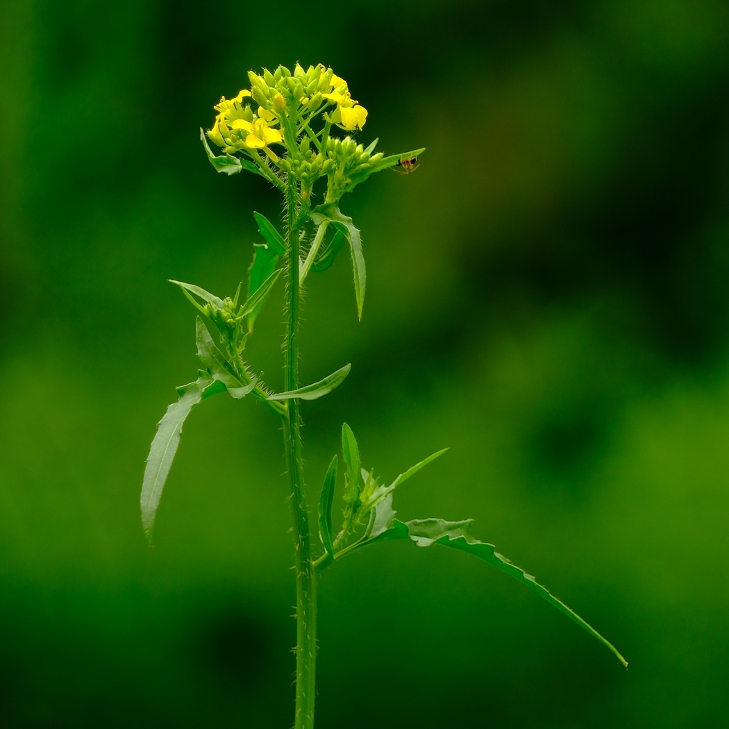 Stulisz Loesela - Sisymbrium Loeselii / Fotografujemy Przyrodę