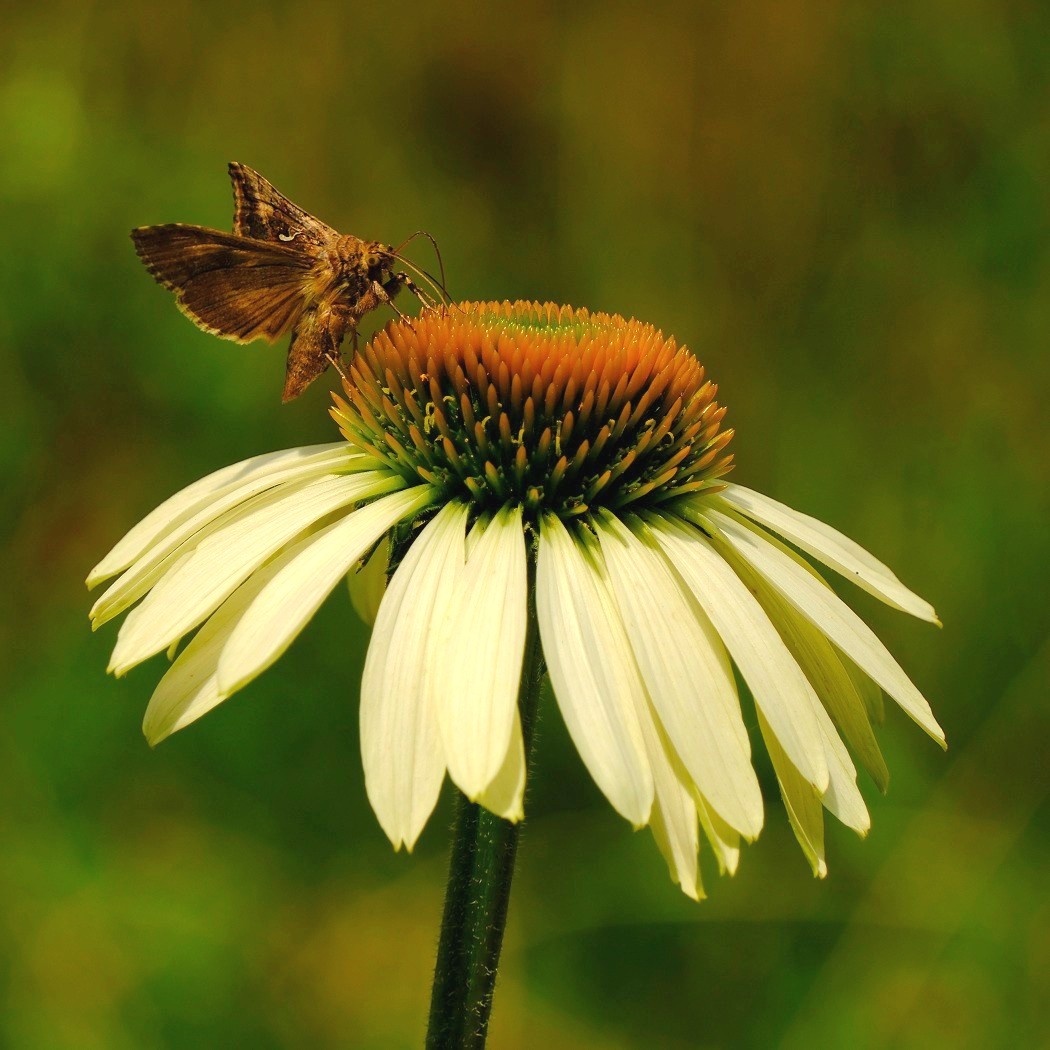 Błyszczka Jarzynówka - Autographa Gamma / Fotografujemy Przyrodę