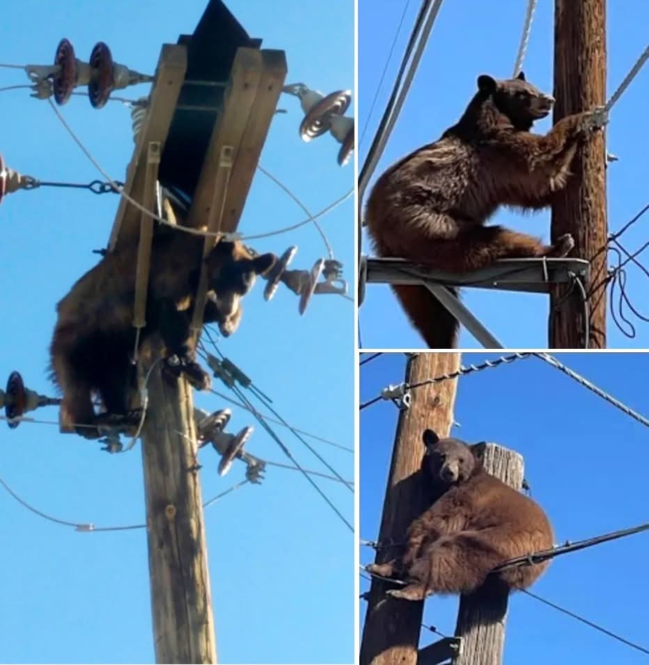 8cd958d8-60b7-4622-b8d4-43f9c533d987