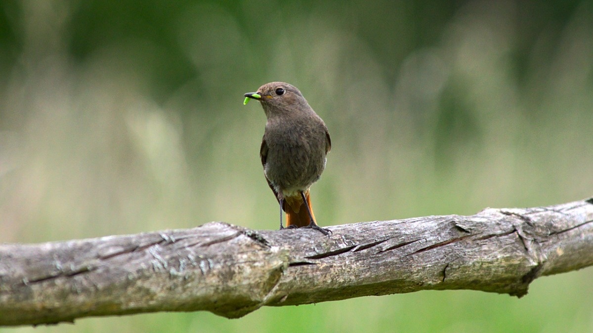 60fc3410-2421-4957-82e9-f571dc75315a