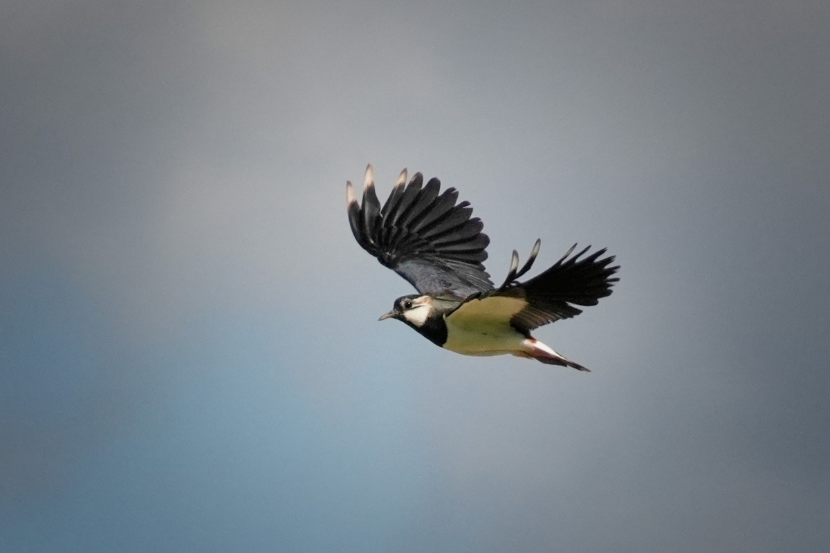 e114cb60-480b-4407-9aa2-d2cfeed9bfec