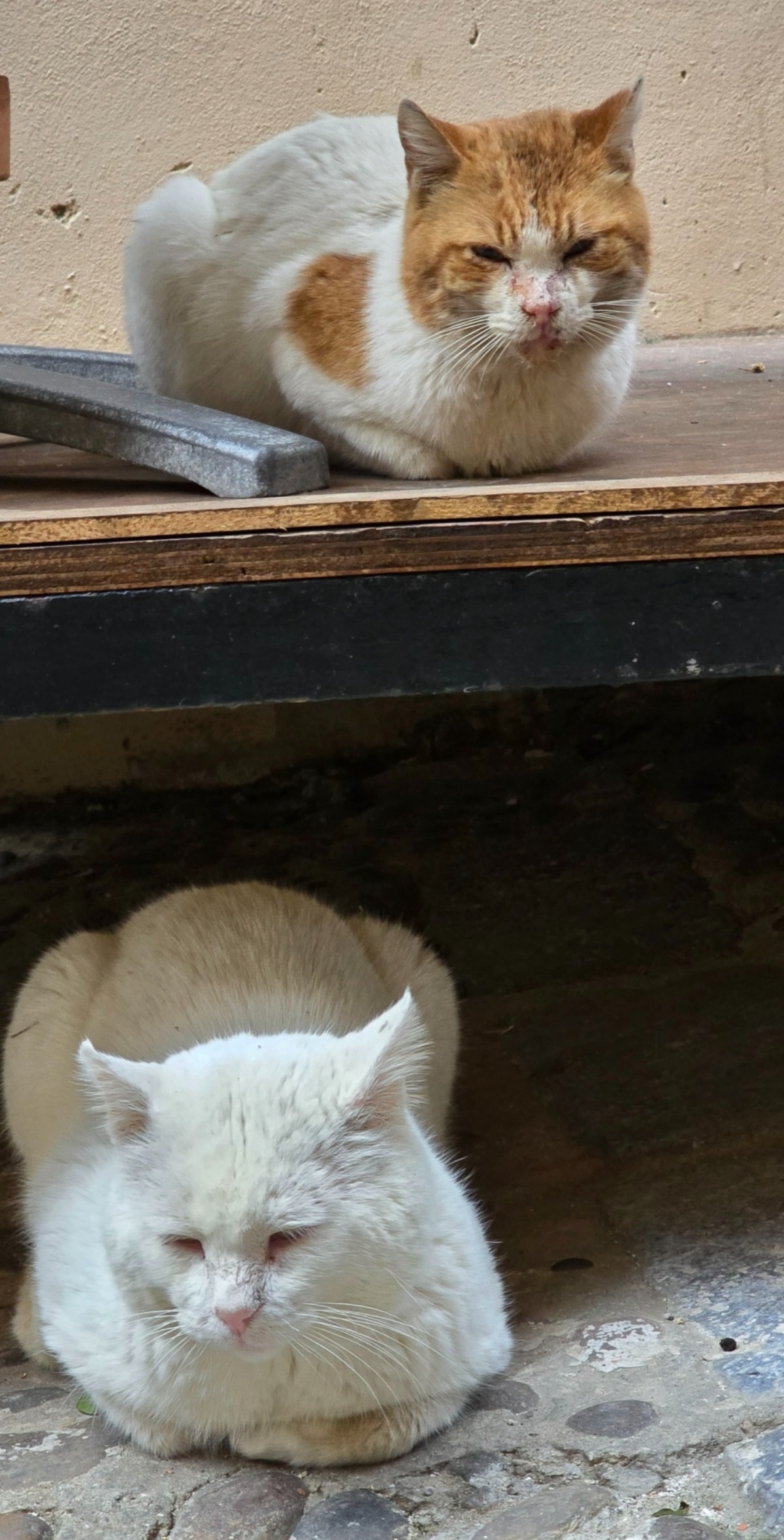 b10592d9-fade-44a1-90c9-38e4c490a94e