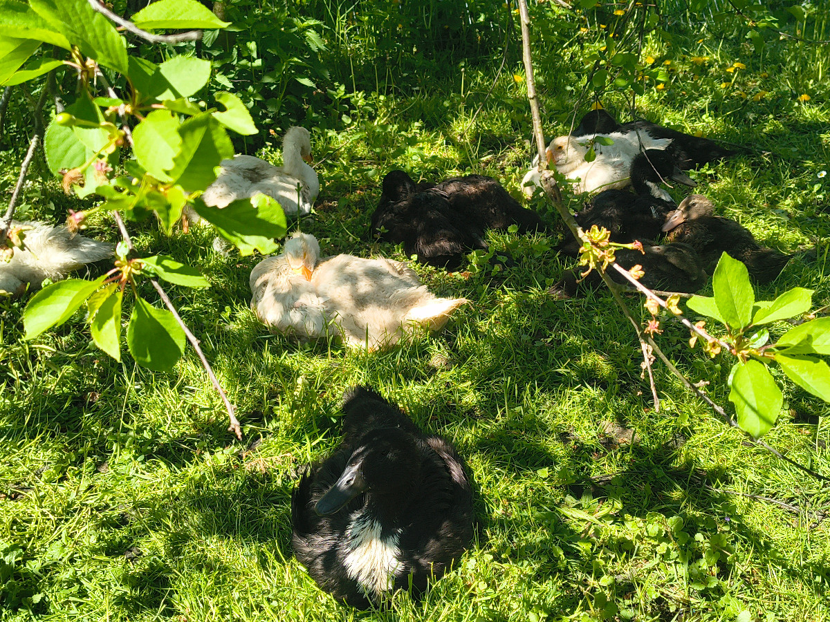 d6cad7f1-c5f6-4eb4-ace9-e1d36c2f7ba2