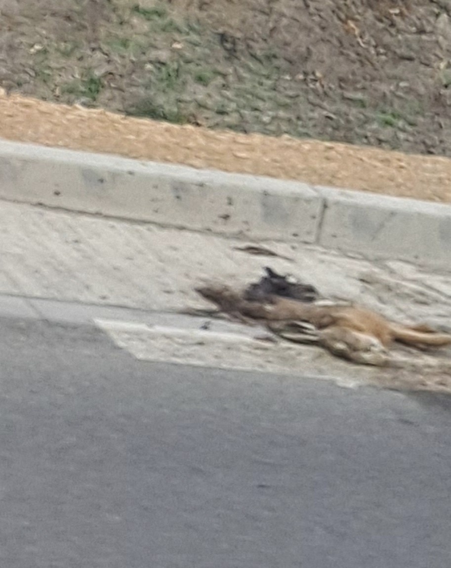 0f2dfb35-dbf3-41e9-9297-c5fa829aab07