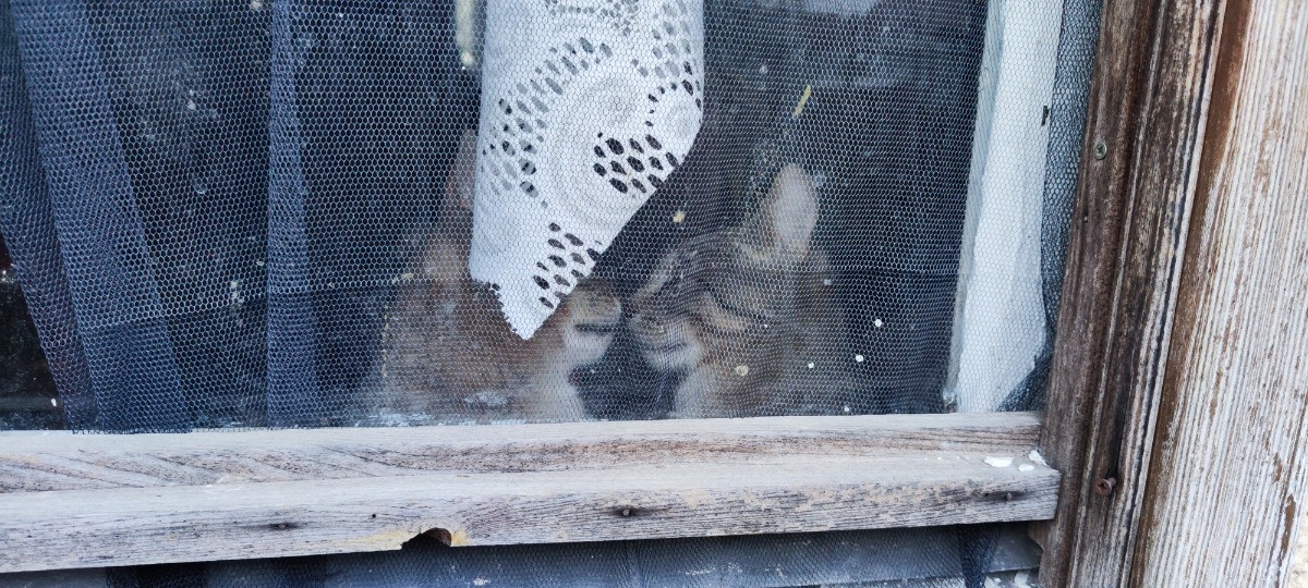 d9540910-269d-4454-8955-240300b8d2c8