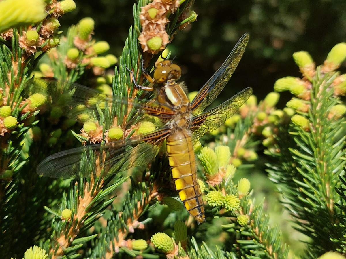 42e24835-0cfe-4220-8d7f-9618c045fb9b