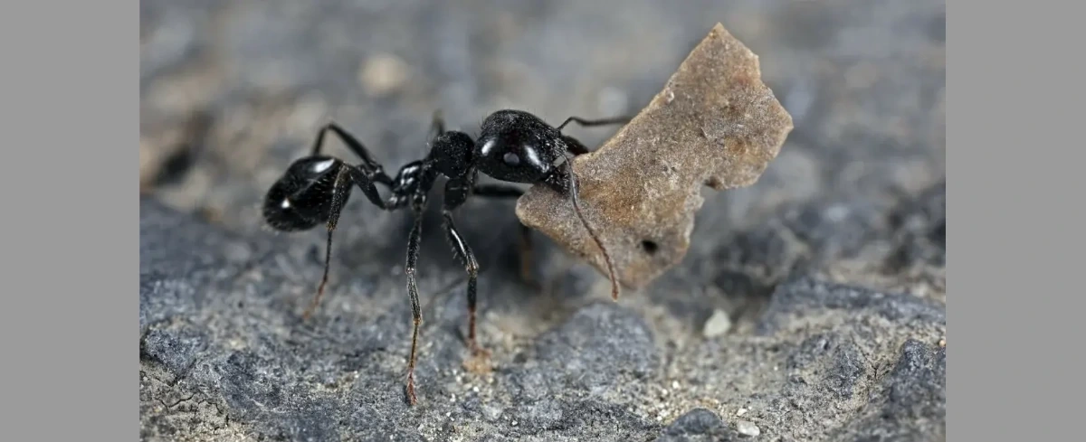 Mrówka za ponad 800 zł. Kwitnie nielegalny handel królowymi