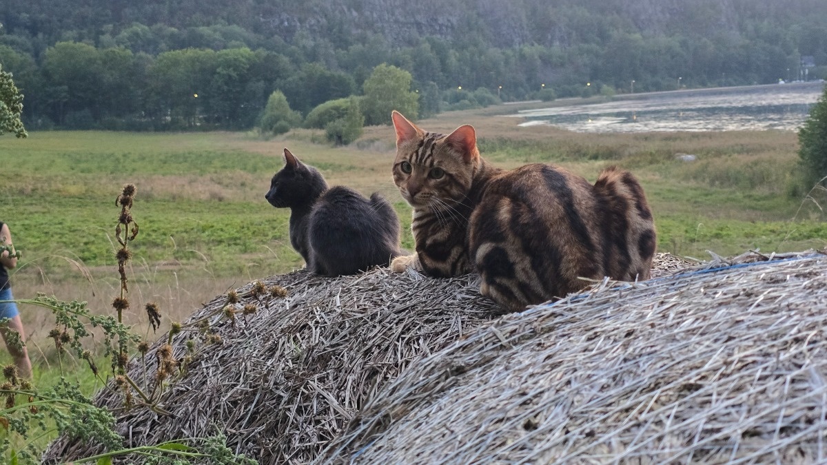 5c6a86b0-9e94-4238-b067-7e87ec2198ff