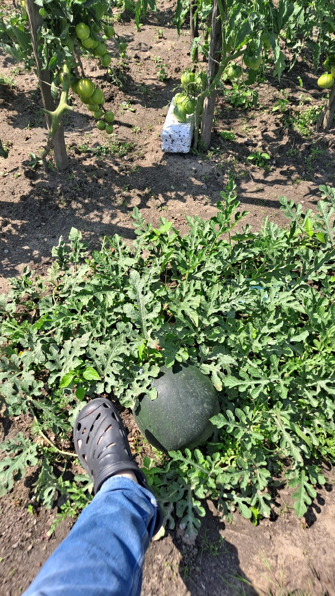 554dbace-fbf8-411e-9258-1f003b7c1c64