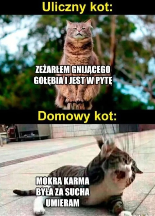 6d079a9b-5935-4ce0-9958-e661e4152676