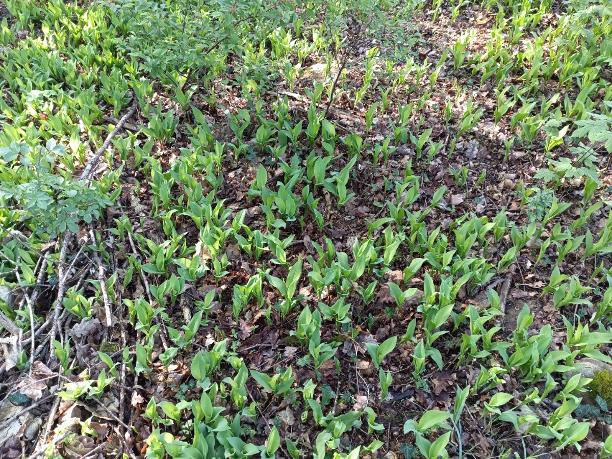 e619a44d-4c5c-458a-9500-fd96c0548dc2