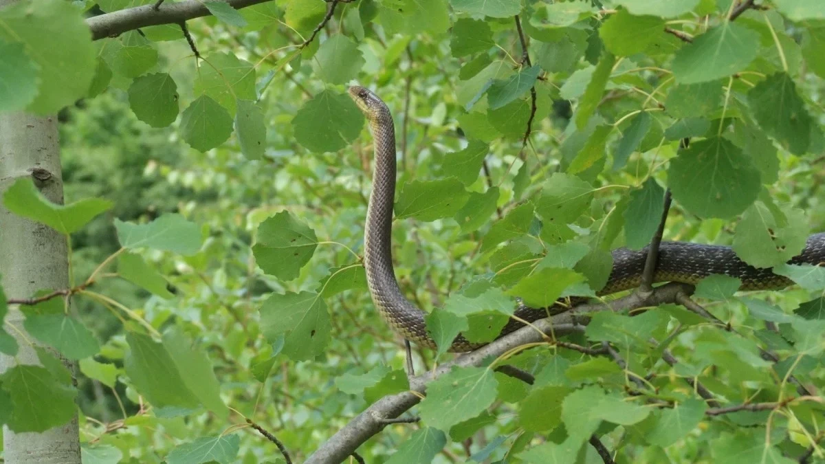 Wąż Eskulapa. W Polsce na wolności żyje tylko w Bieszczadach z populacją około 100 osobników