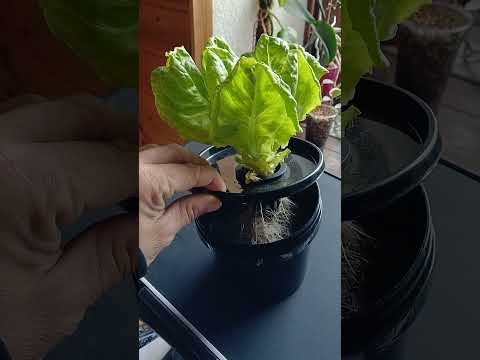 Jak szybko uprawiać sałate w hydroponice?