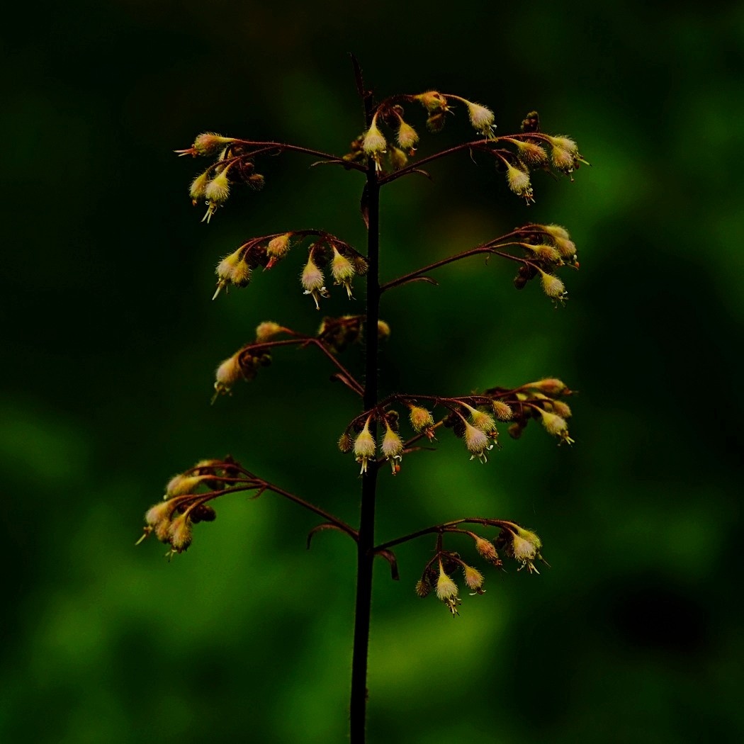 Żurawka Drobnokwiatowa - Heuchera Micrantha / Fotografujemy Przyrodę