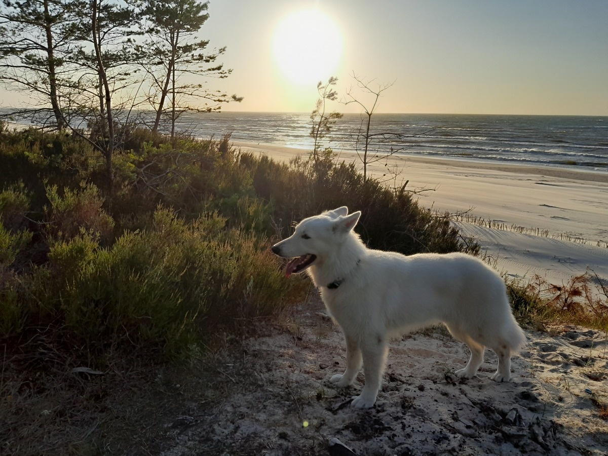 82c892de-65b6-4285-936b-6c5d9f49811d