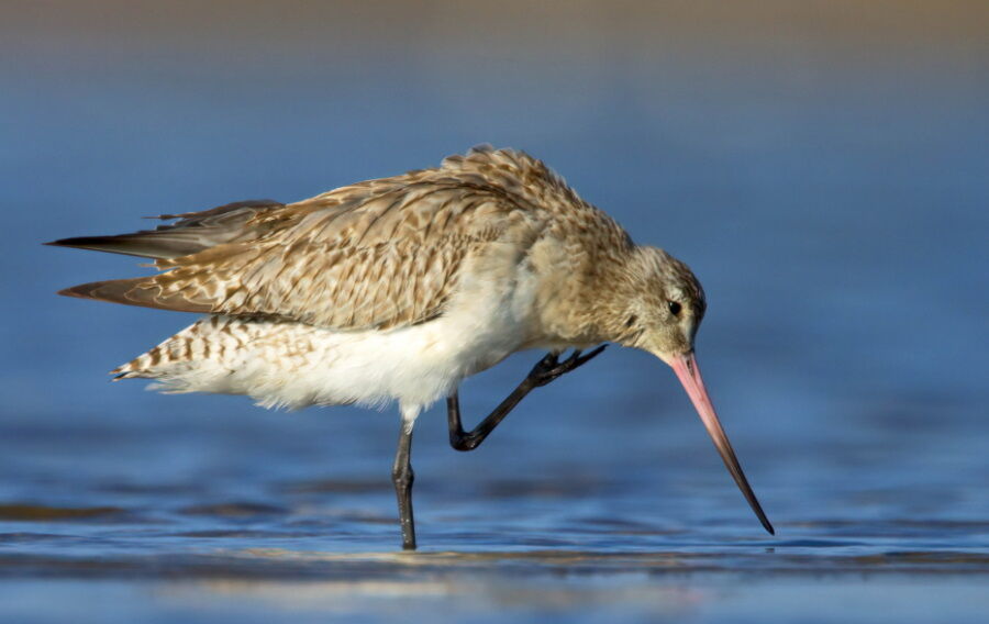 Podniebny rekord migrującego szlamnika. 13,5 tys. kilometrów bez lądowania