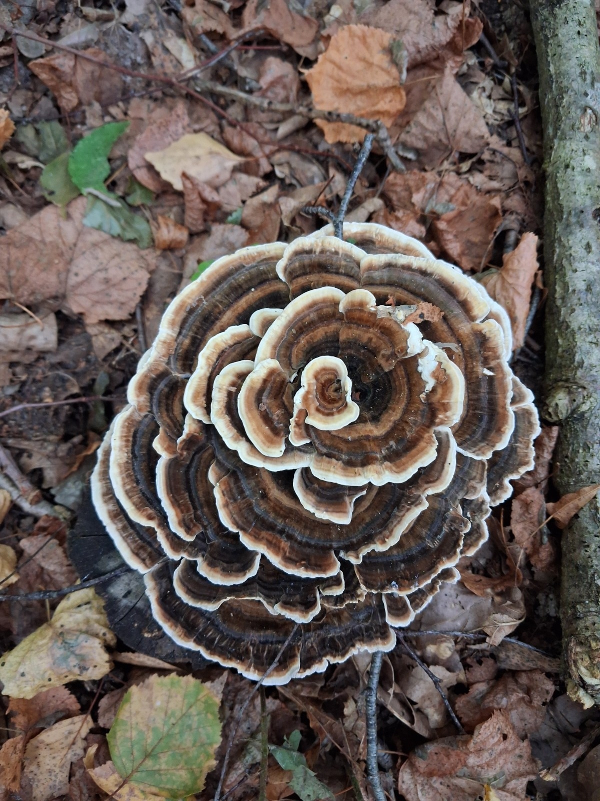 19028f20-9d5b-4539-89d7-a2eb7aca90a8