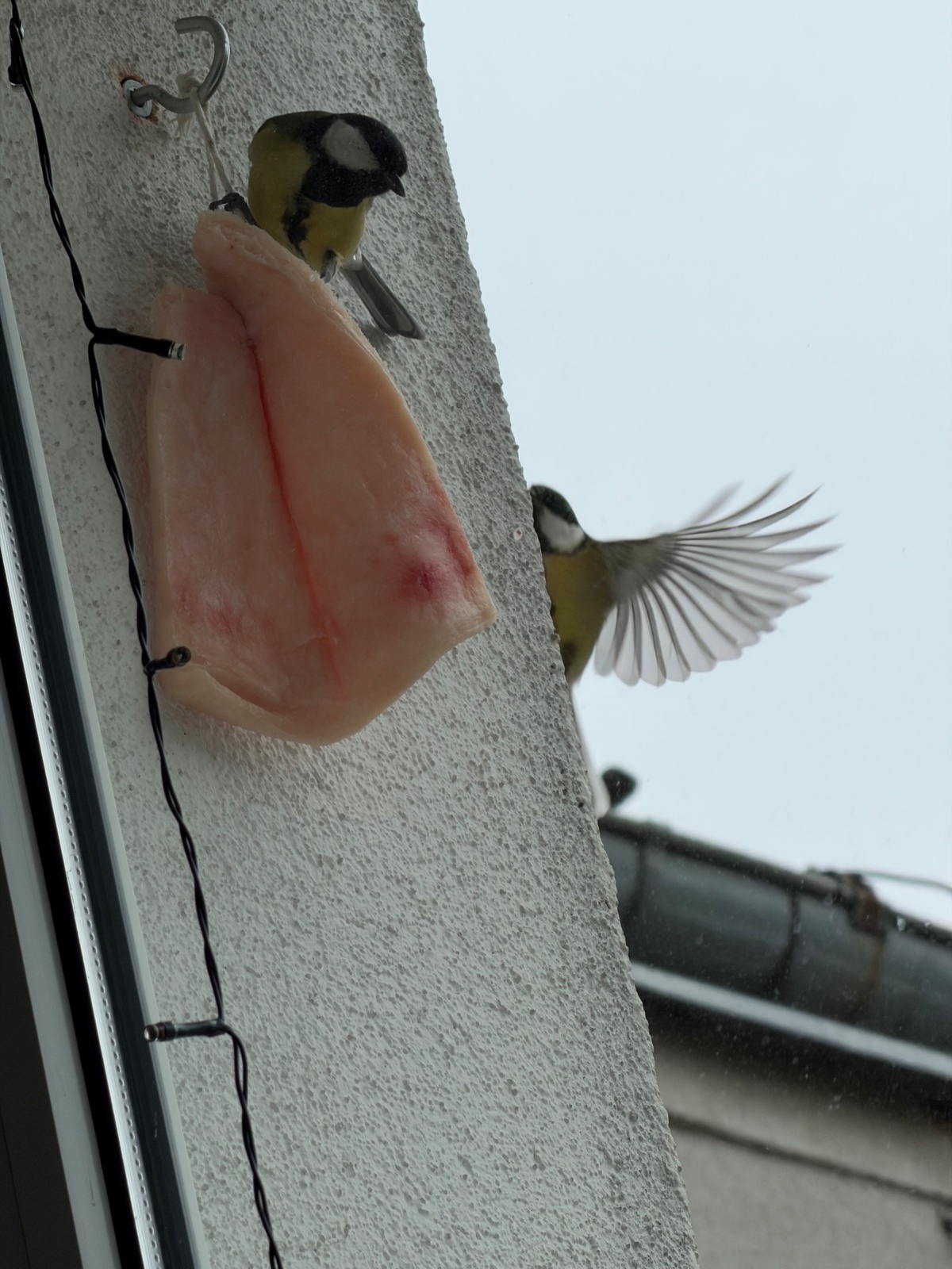 89681a5c-9e65-44ab-bf99-83ff71c4c095