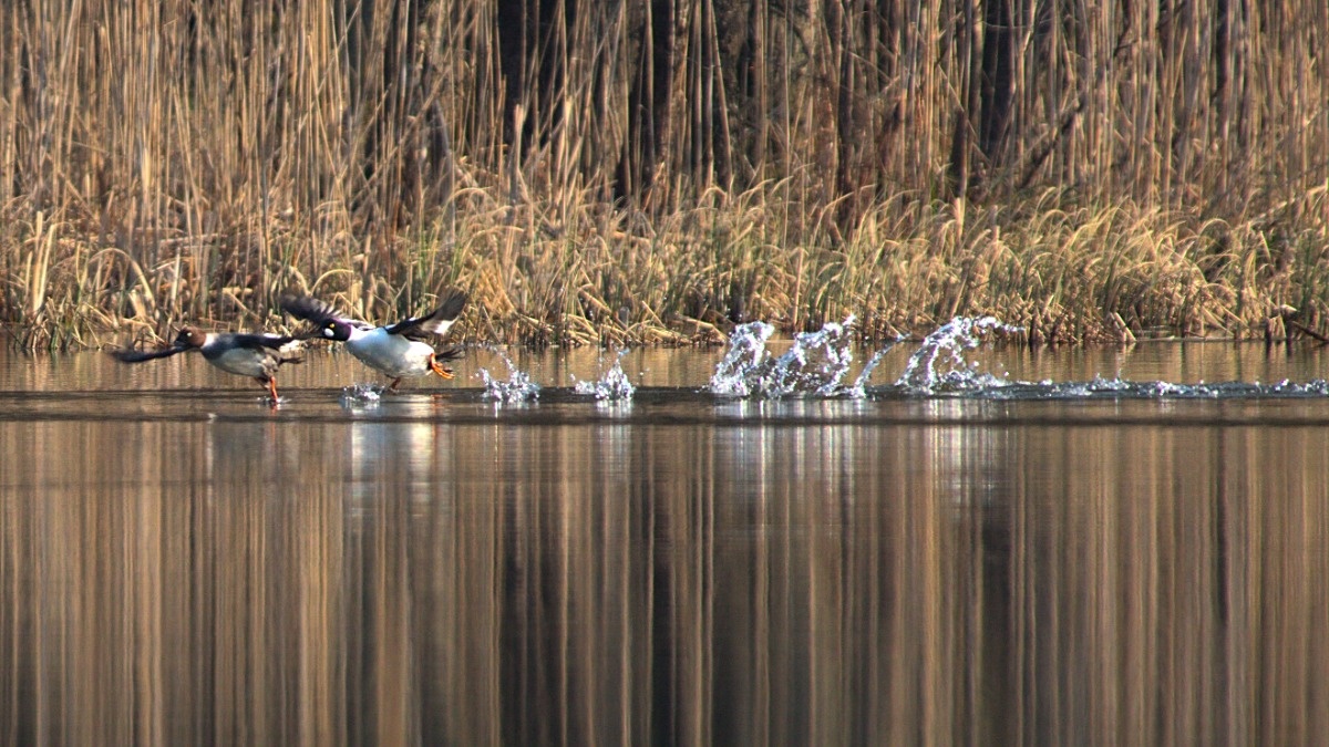 bb811e8c-13e5-4dbe-bdcd-f333a93940c9