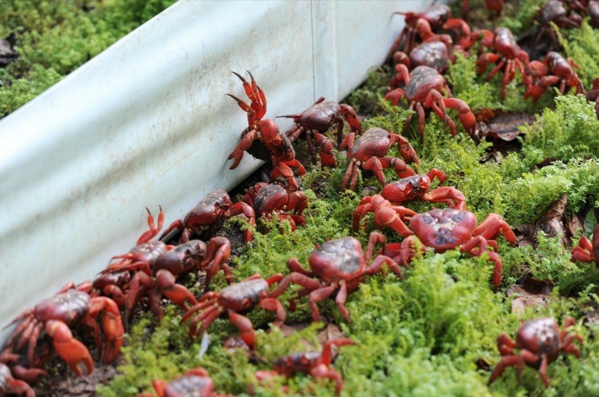 Miliony czerwonych krabów maszerują przez wyspę. Mieszkańcy chwytają za grabie