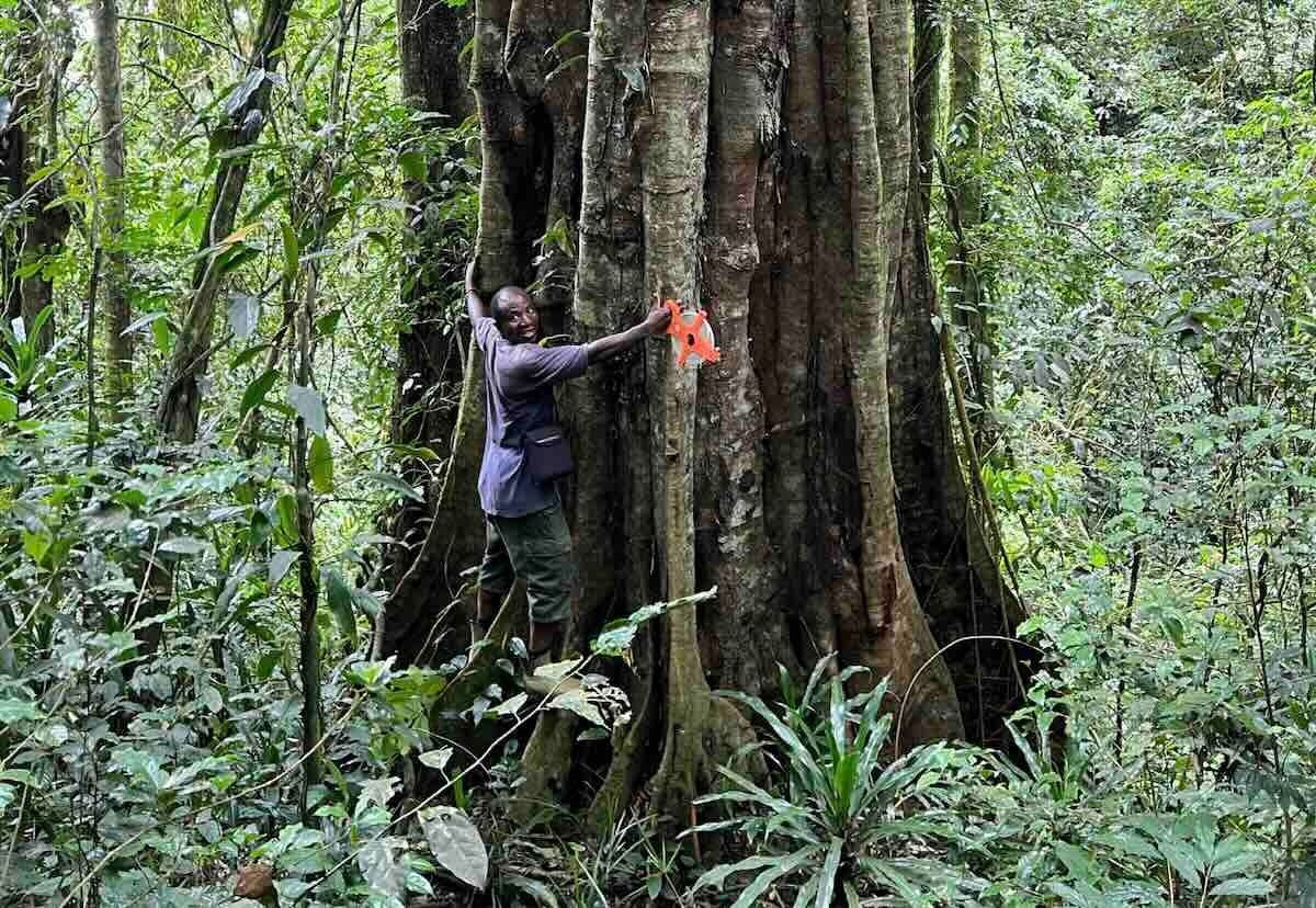 W Tanzanii odkryto gigantyczne drzewo starsze niż Cesarstwo Rzymskie