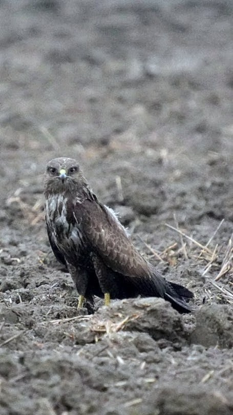 1802f986-63da-4821-9711-5894f3b61734