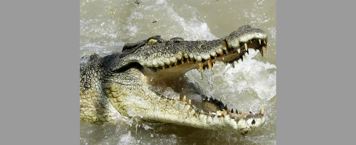 Krokodyle wypłynęły na ulice australijskiego miasta. Władze alarmują