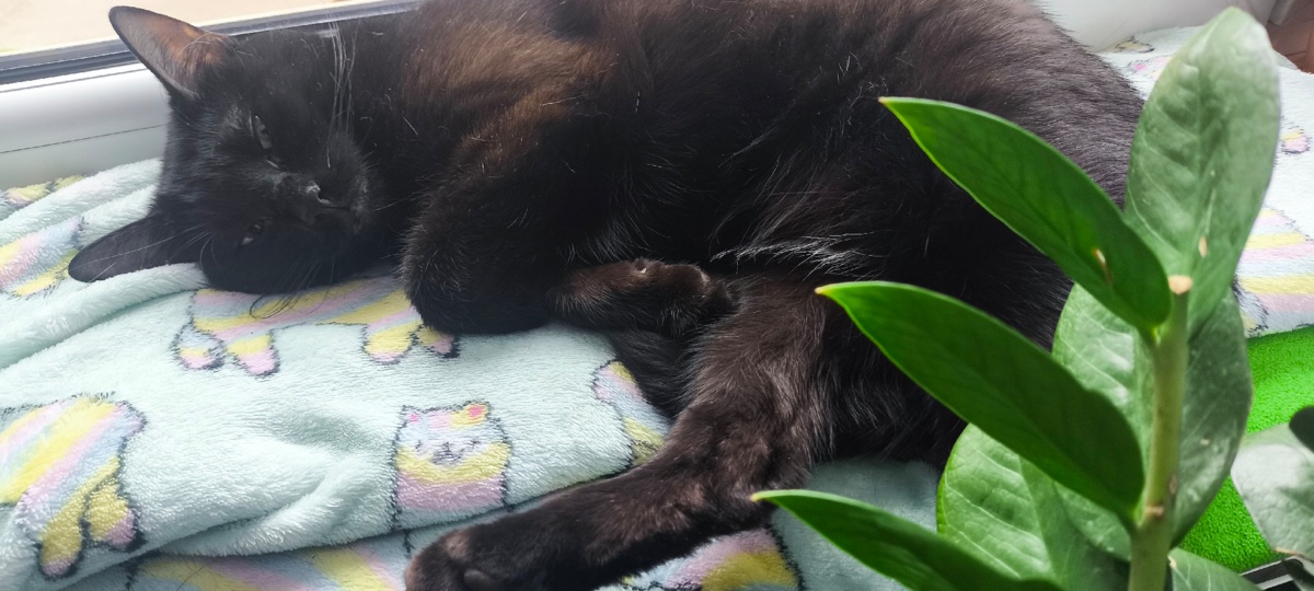 6006016f-7872-4381-9816-7b6f25183ab3