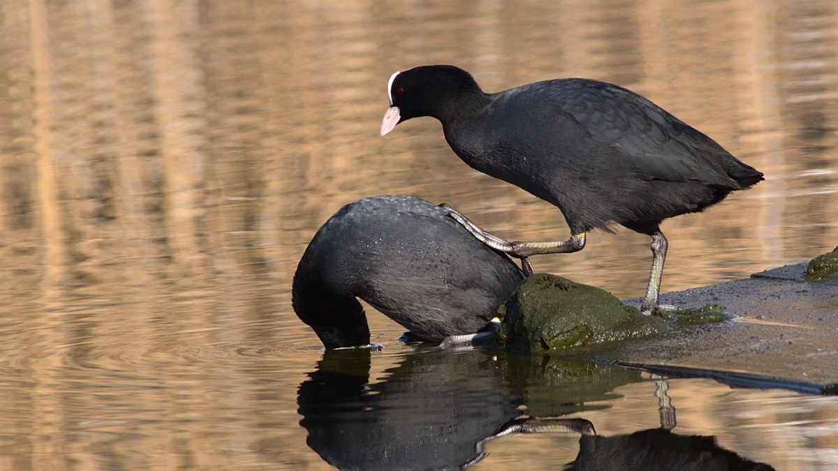 c7487661-d775-4dbb-8f59-4b2af7ffb1ef