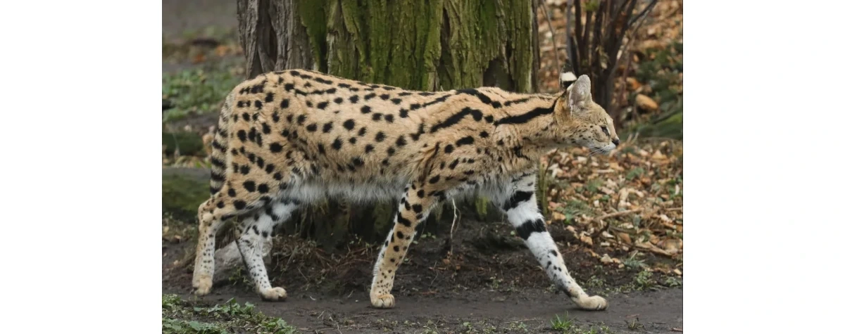 Afrykański serwal widziany na Dolnym Śląsku. Leśnicy alarmują