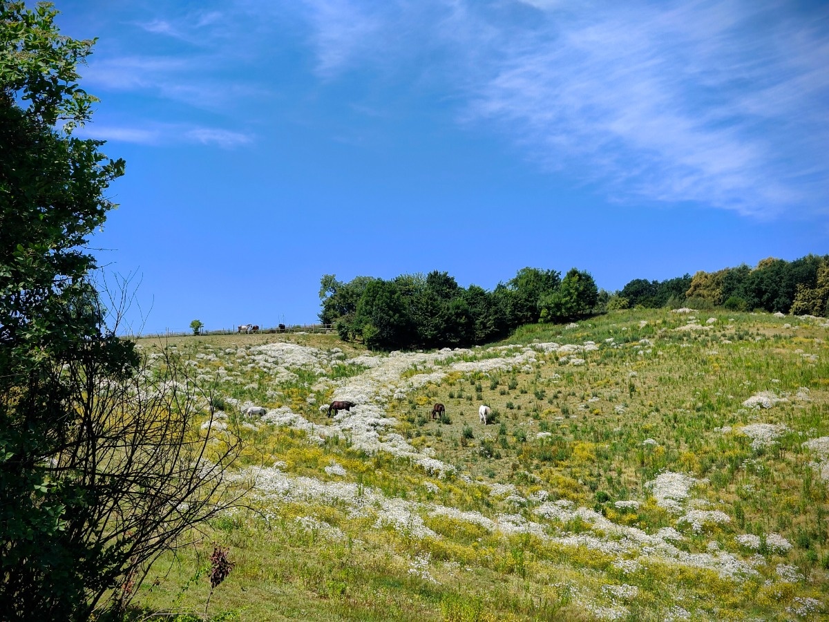 c78b3f09-183f-4b14-8f4c-fd4d52e7384e