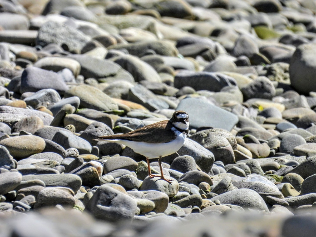 29bf22a0-9cf7-41ca-bdf2-d4f96f7c4866