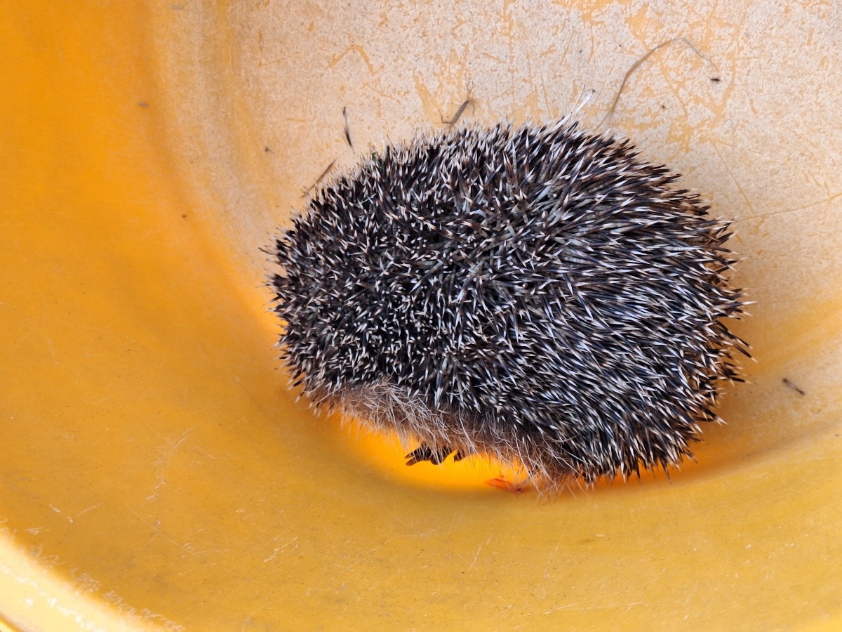 d55527de-bd94-488d-9537-ff067cd8fc87