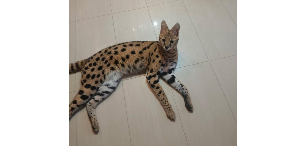 Już nie jeden, a dwa serwale grasują na wolności. Drapieżny kot uciekł z posesji